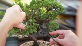 El Bonsái es el mini árbol en tendencia que necesita dedicación, tiempo y cuidados especiales Foto: Foto: shutterstock