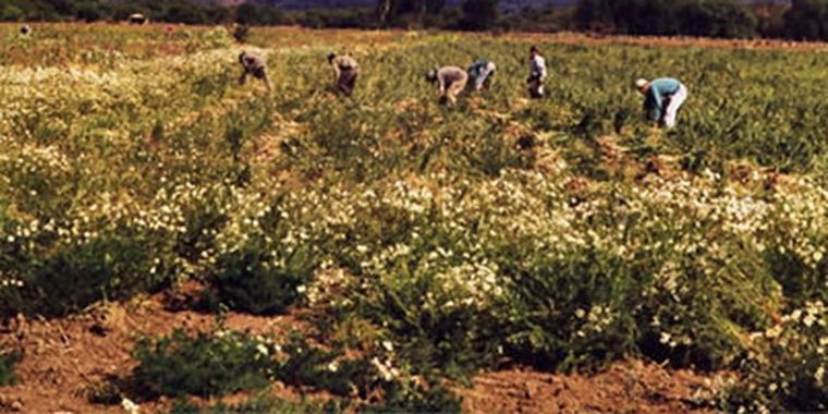 Los trabajos cooperativos, como la cosecha del ajo, serán protagonistas. Foto: Instituto Nacional de Tecnología Agropecuaria