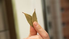 Feng shui y laurel: el secreto para atraer prosperidad en simples pasos Foto: Freepik