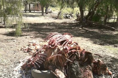 MDZol | Desastre Una de las imágenes que tomaron los efectivos en el matadero.