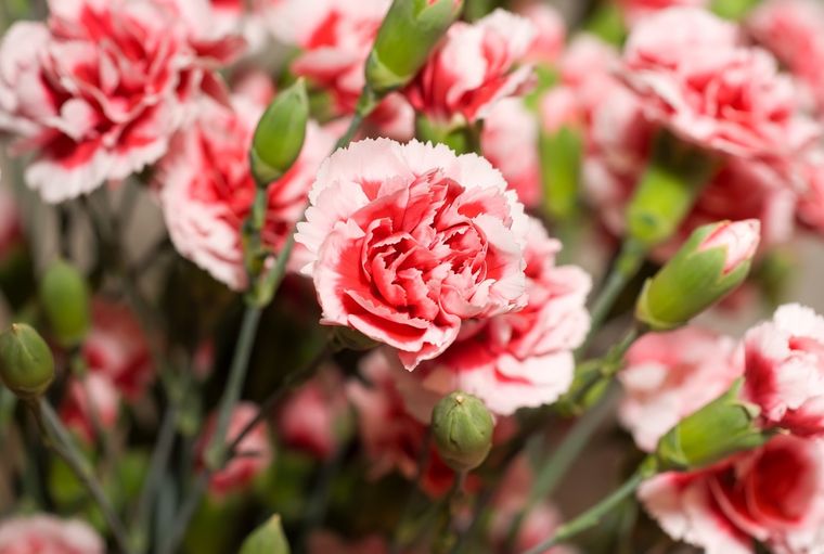 Estas flores aportan color, aroma y elegancia al jardín. Foto: SHUTERSTOCK
