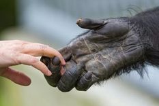 Una simple mirada basta para corroborar que los humanos, a diferencia de otros primates, casi no tienen vellos ni pelos que recubran sus cuerpos. Foto: GETTY IMAGES