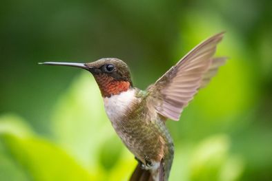 MDZol | Si no querés que los colibríes dejen de visitar tu jardín, tenés que aplicar los trucos y secretos que te dejamos en el artículo Foto: Freepik
