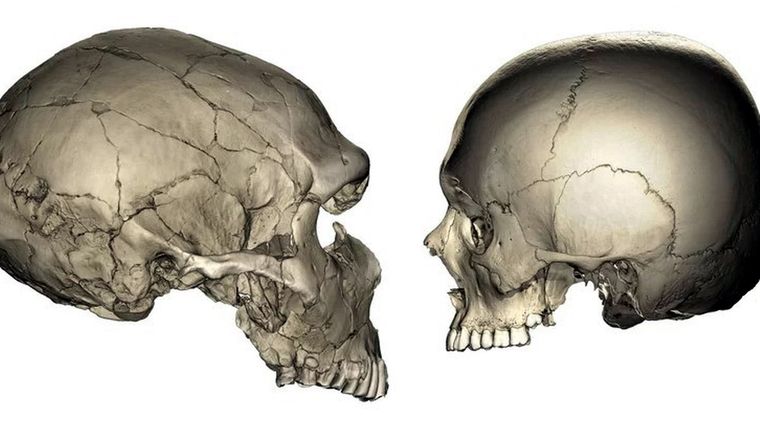 Izquierda: Tomografía computarizada (TC) de un fósil neandertal (La Ferrassie 1). Derecha: Tomografía computarizada de un humano moderno. Foto: Dpa.
