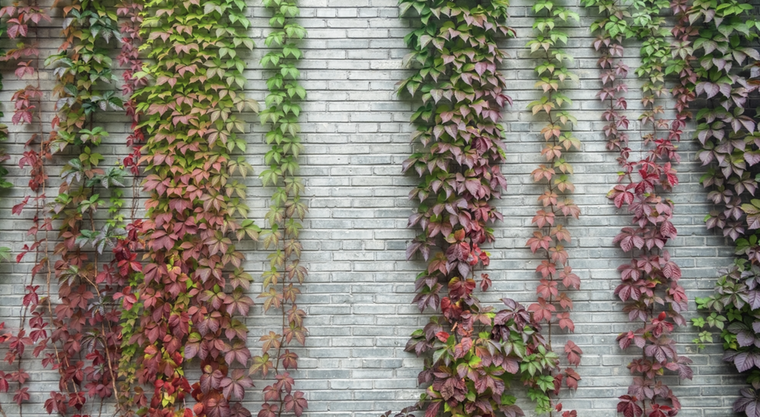 Esta planta aporta una belleza única al hogar. Foto: Archivo