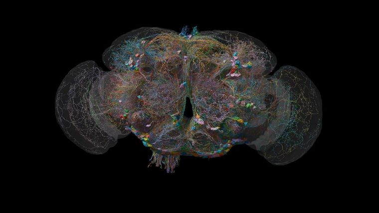 El cableado dentro del cerebro de una mosca hembra se completó hace dos años.