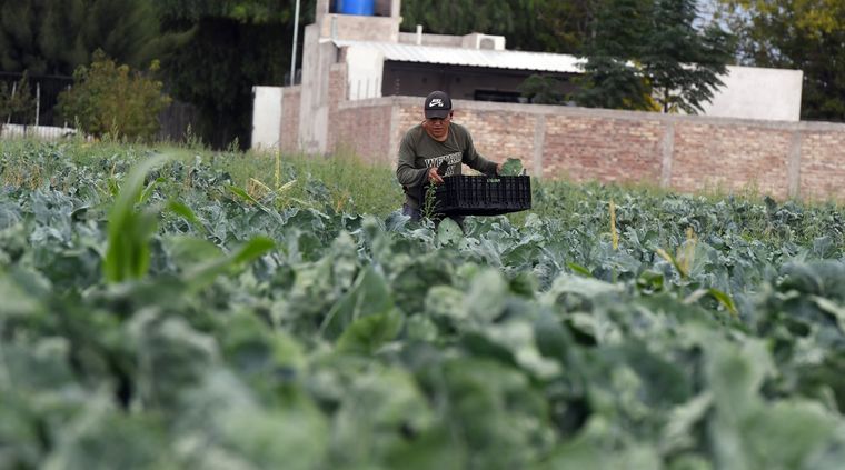 Mendoza apuesta a la ciencia aplicada con un sistema autónomo de inteligencia artificial pensado para zonas rurales y fincas alejadas.