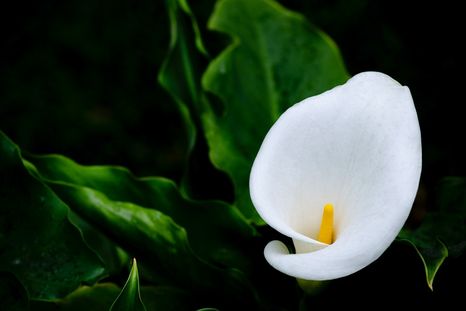 Conoce cuáles son los cuidados básicos para la cala Foto: Pexels Conoce cuáles son los cuidados básicos para la cala Foto: Pexels