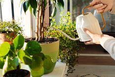 Jardín El riego excesivo puede dañar la salud de las plantas Foto: SHUTTERSTOCK
