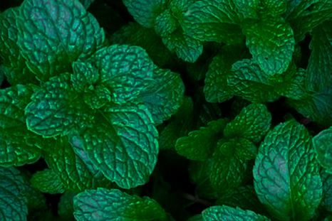 La menta tiene un ciclo de vida. Fuente: Freepik. La menta tiene un ciclo de vida. Fuente: Freepik.