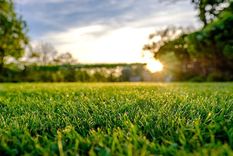 El fertilizante casero que transforma tu jardín en un paraíso botánico Prueba este truco y tendrás un jardín bellísimo y sano. Foto: Archivo