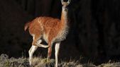 Se estima que, al menos, 22 millones de guanacos habitaban la Patagonia previo a la introducción del ganado ovino Foto: Gentileza Darío Postesta, CCT CONICET-CENPAT