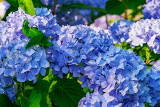 hortensias azules: como lograr un jardin a la europea