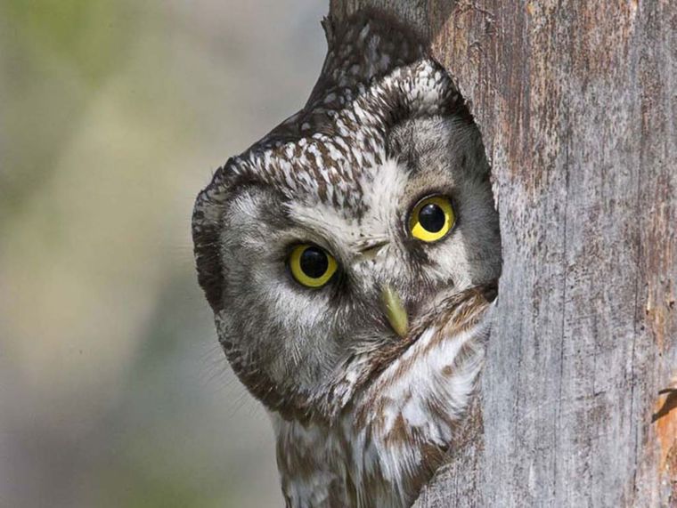 Los búhos son considerados por algunas culturas símbolos de abundancia. Foto: Shutterstock