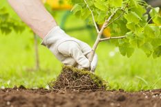 Ponete manos a la obra y cuidá tus plantas durante el cambio de estación Foto: Shutterstock