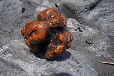 La piedra hallada en los intestinos de un cachalote en La Palma tenía un peso de 9 kg y unos 20 cm de diámetro Foto: BBC