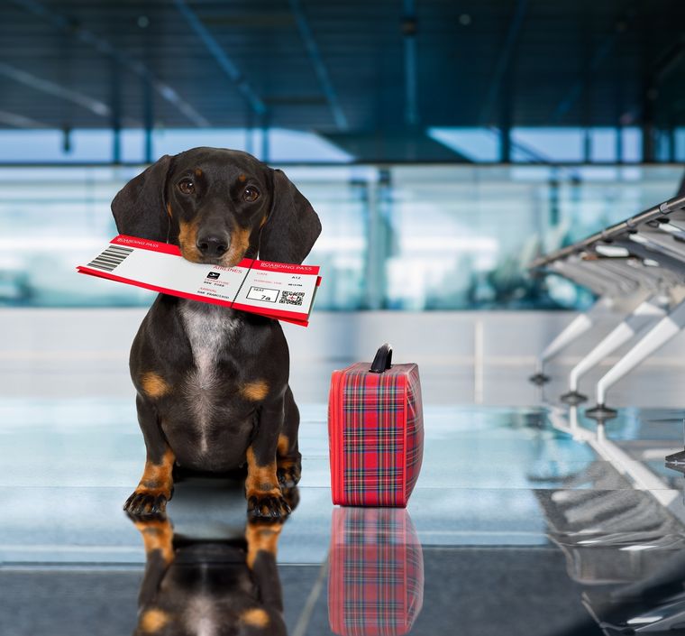 Esta aerolínea es la solución para viajar a cualquier parte del mundo con los perros Foto: Shutterstock
