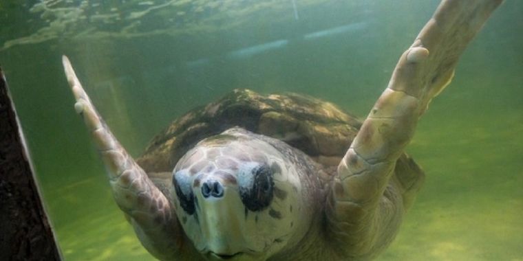 El animal será llevado en septiembre a Mar del Plata.