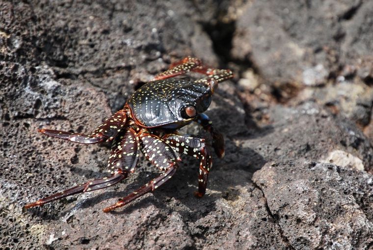 Fotografía de una zayapa, también conocido como cangrejo rojo de roca (grapsus grapsus), el 2 de julio de 2023, en la bahía Tijeretas de la isla San Cristóbal, la más oriental de las Islas Galápagos (Ecuador). Foto: EFE/ Fernando Gimeno
