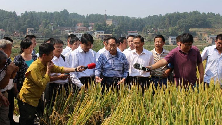 Yuan Longping, mientras era entrevistado en medio de los cultivos de arroz híbrido.