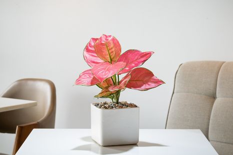 Existen más de 20 variedades de esta planta de interior. Foto: SHUTTERSTOCK