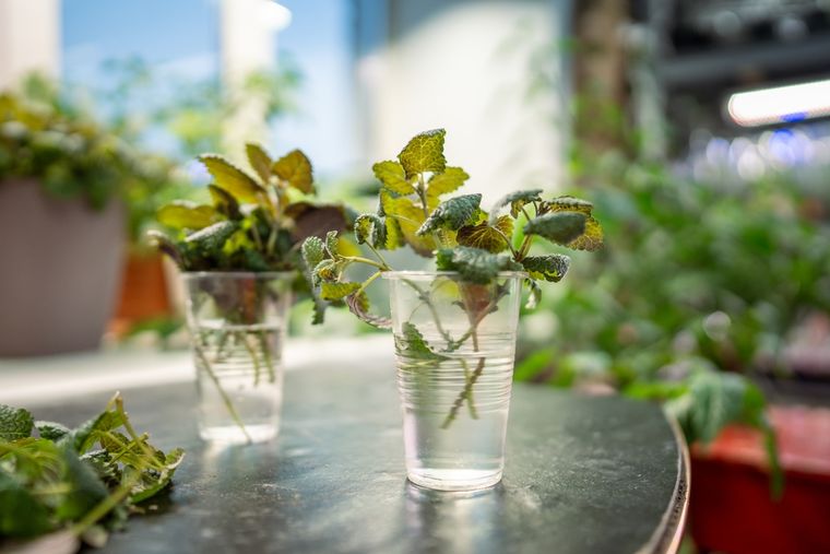 La menta crece fácilmente en agua y perfuma el ambiente con su aroma refrescante. Foto: Shutterstock La menta crece fácilmente en agua y perfuma el ambiente con su aroma refrescante. Foto: Shutterstock