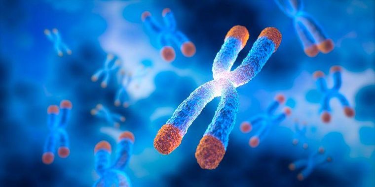 Los investigadores detectaron en Branyas, signos inequívocos de envejecimiento, como telómeros muy cortos. (Foto genérica)