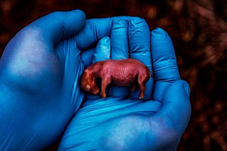 Este feto macho de rinoceronte blanc, de 70 días de edad, es el resultado de la primera fecundación in vitro de embriones de rinoceronte realizada con éxito. Foto: National Geographic