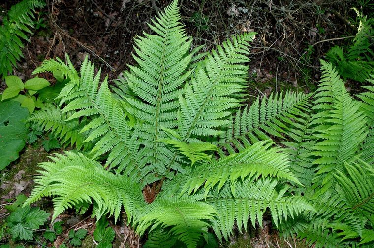Cómo cultivar un helecho para que inunde el jardín con su belleza Te dejamos algunos consejos para plantar un helecho. Foto: SHUTTERSTOCK