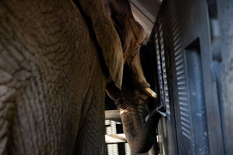 Pupy, la última elefanta que se estaba en el Ecoparque porteño, llegó hoy al Santuario de Elefantes en el estado brasileño de Mato Grosso. Foto: Facebook Ecoparque