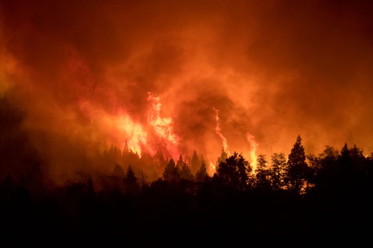 Gran cantidad de bosques patagónicos fue arrasada por las llamas. Foto: Greenpeace