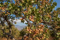 Un árbol con muy buenos frutos. Fuente: IA Gemini.