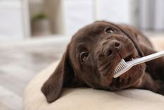 Mascotas Aprende a limpiar los dientes de tu perro con estos consejos
