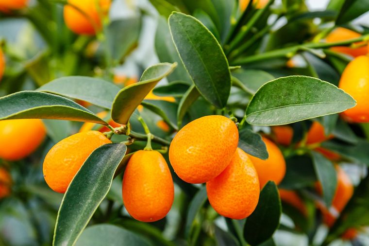 El árbol también es conocido como Kumquat Foto: Shutterstock