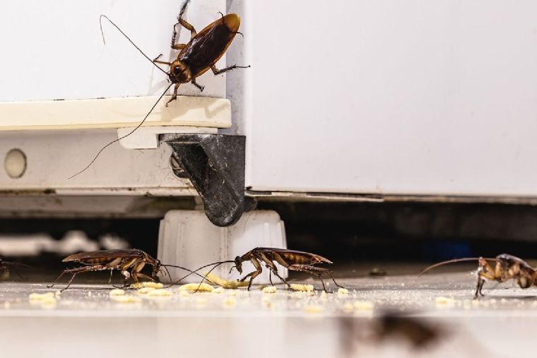 Pocos ingredientes para ahuyentar una plaga. Pocos ingredientes para ahuyentar una plaga.