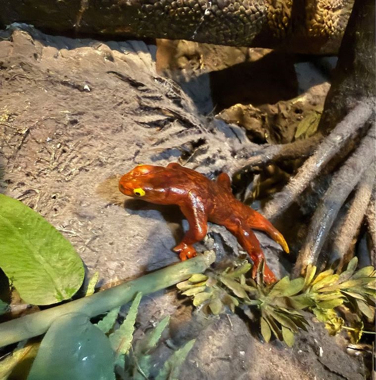 El fósil tiene unos 309 millones de años y permitió identificar una especie desconocida hasta ahora. El fósil tiene unos 309 millones de años y permitió identificar una especie desconocida hasta ahora.