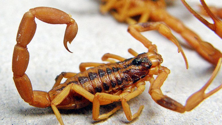 La especie más común en Argentina es el tityus trivittatus, de un color rojizo La especie más común en Argentina es el tityus trivittatus, de un color rojizo