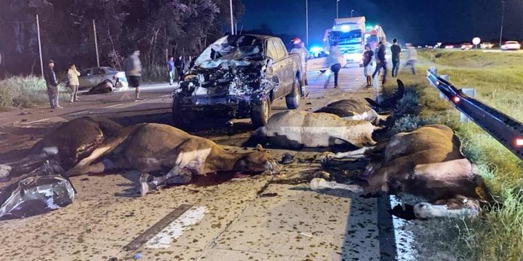 Varios caballos perdieron la vida en el accidente. Foto: InfoCañuelas
