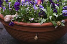 Los caracoles se alimentan de las hojas, los brotes tiernos y los frutos. Foto: Shutterstock Los caracoles se alimentan de las hojas, los brotes tiernos y los frutos. Foto: Shutterstock