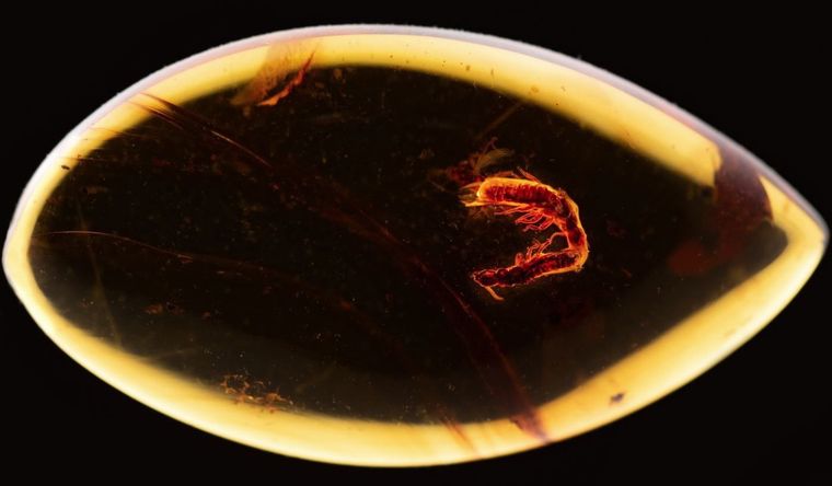 Dos termitas apareándose quedaron atrapadas en ámbar hace 38 millones de años. Foto: Dpa.