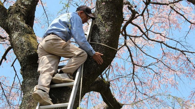 A sus 97 años, Toemon sigue recopilando información sobre los diferentes tipos de sakura y haciendo dibujos detallados de la anatomía de las flores Foto: BBC