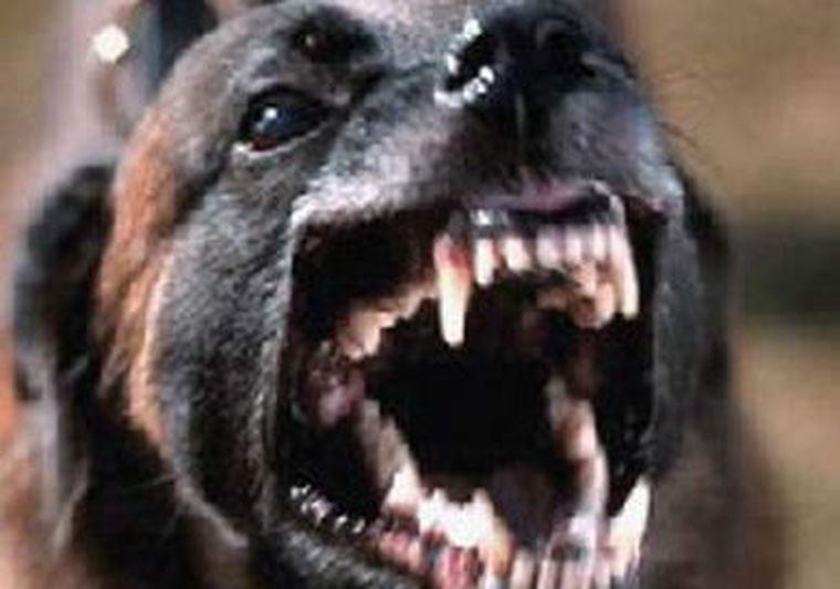 Preocupa la cantidad de perros callejeros en Jujuy.