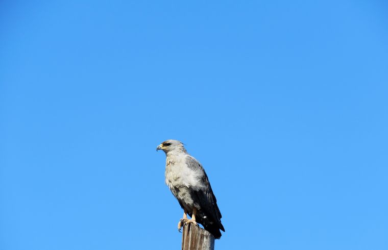 Aguila coronada en Mendoza