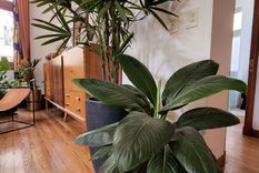 El espatifilo sensación es una planta que se utiliza mucho como ornamentación, por la belleza e impacto de sus hojas. Foto: Instagram @plantasomos