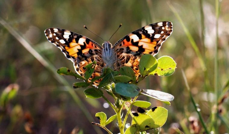 La mariposa cardera Vanessa cardui cruza el Atlántico. Foto: Efe.