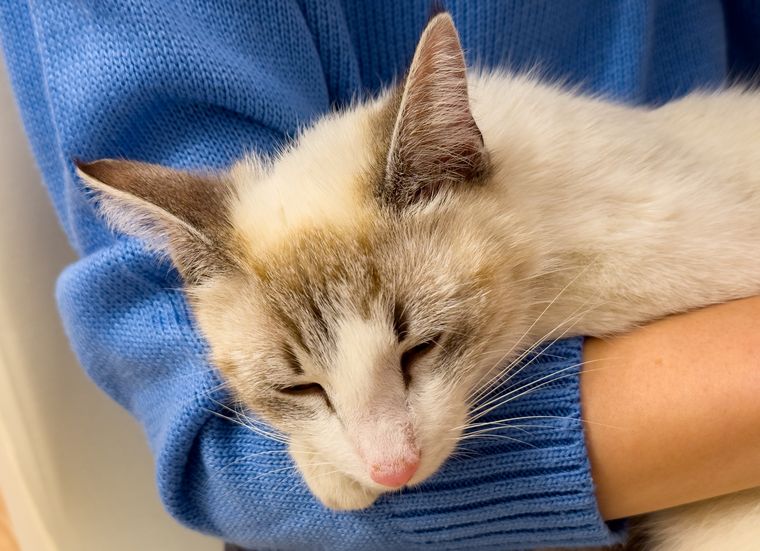 Con este tierno gesto, tu gato te comunica sus emociones. Foto: Shutterstock