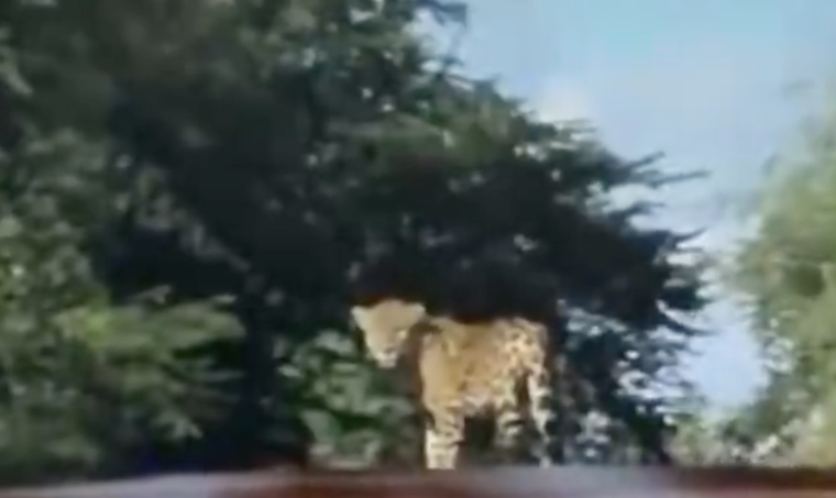 Un productor yerbaero se cruzó con un yaguareté silvestre en plena ruta.