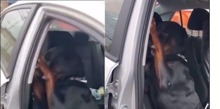 Este tierno perro no quiere terminar su paseo. Foto: Archivo