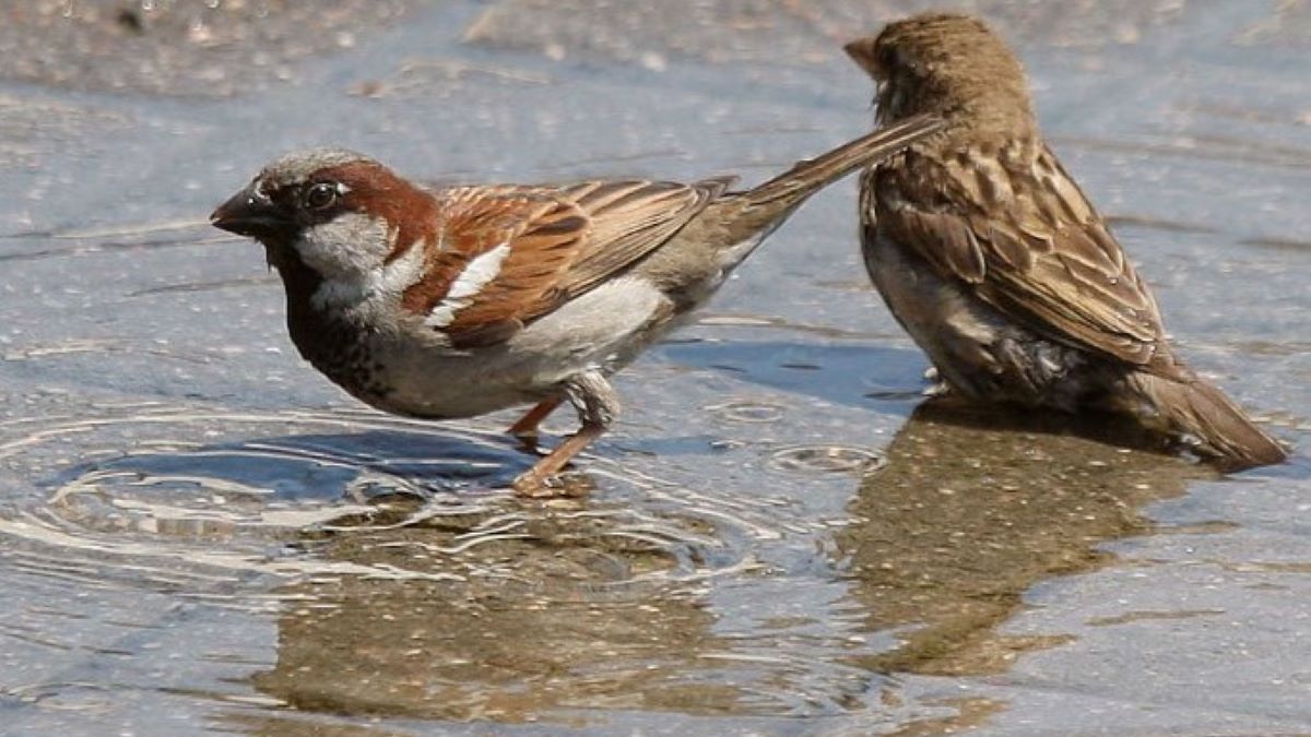 Preocupante caída en el número de conocidas aves tras un conteo científico