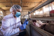 Según las investigadoras, que hayan encontrado alta prevalencia de anticuerpos en los cerdos no significa que estos animales estén infectados sino alguna vez estuvieron en contacto con el virus Foto: Freepik